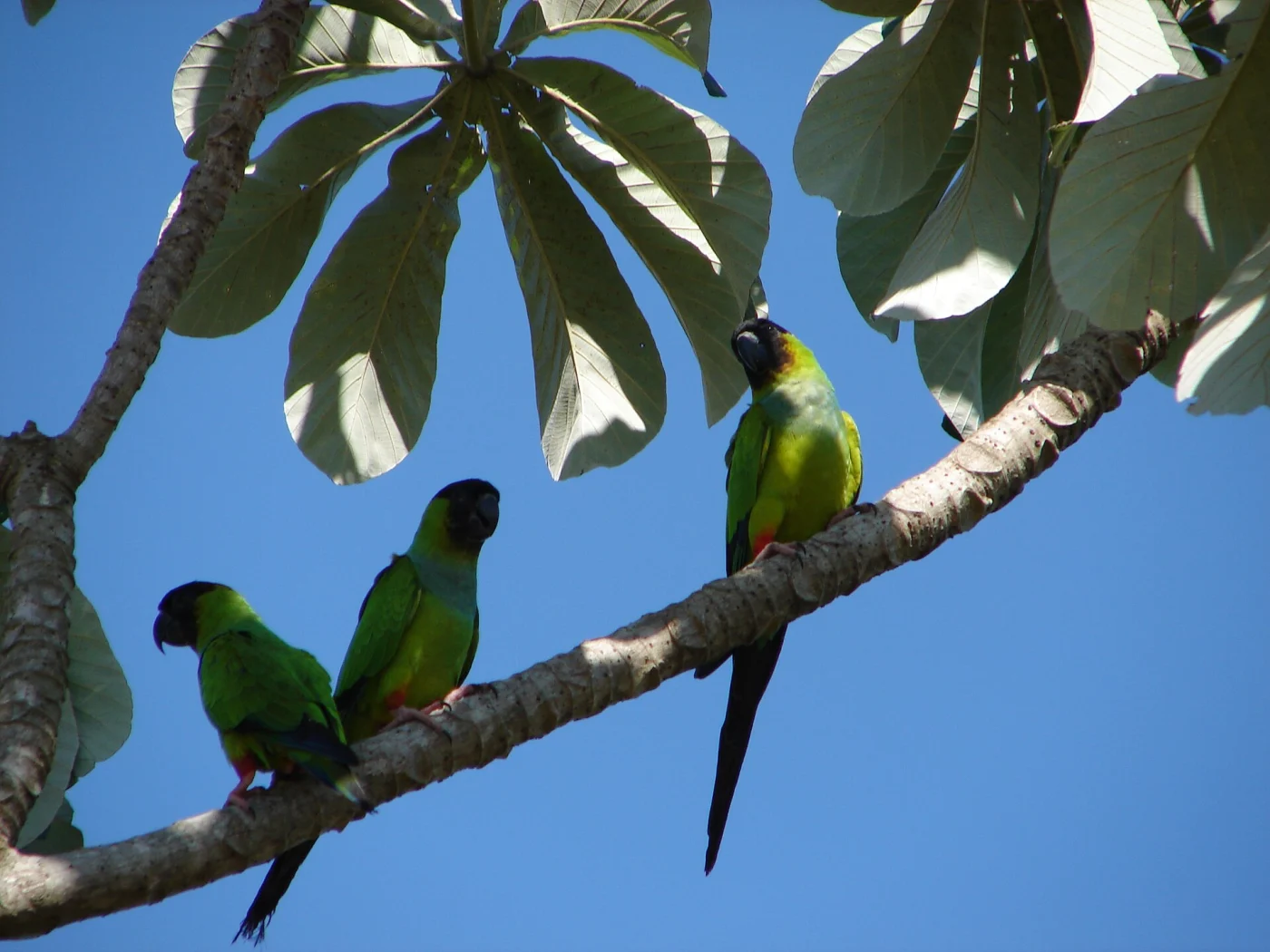 Nanday Parakeet