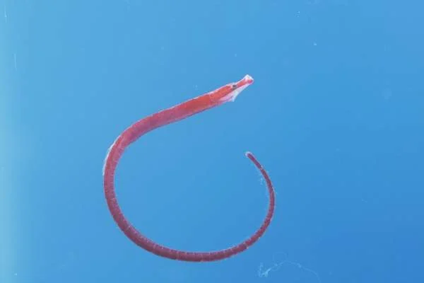 elegant pipefish