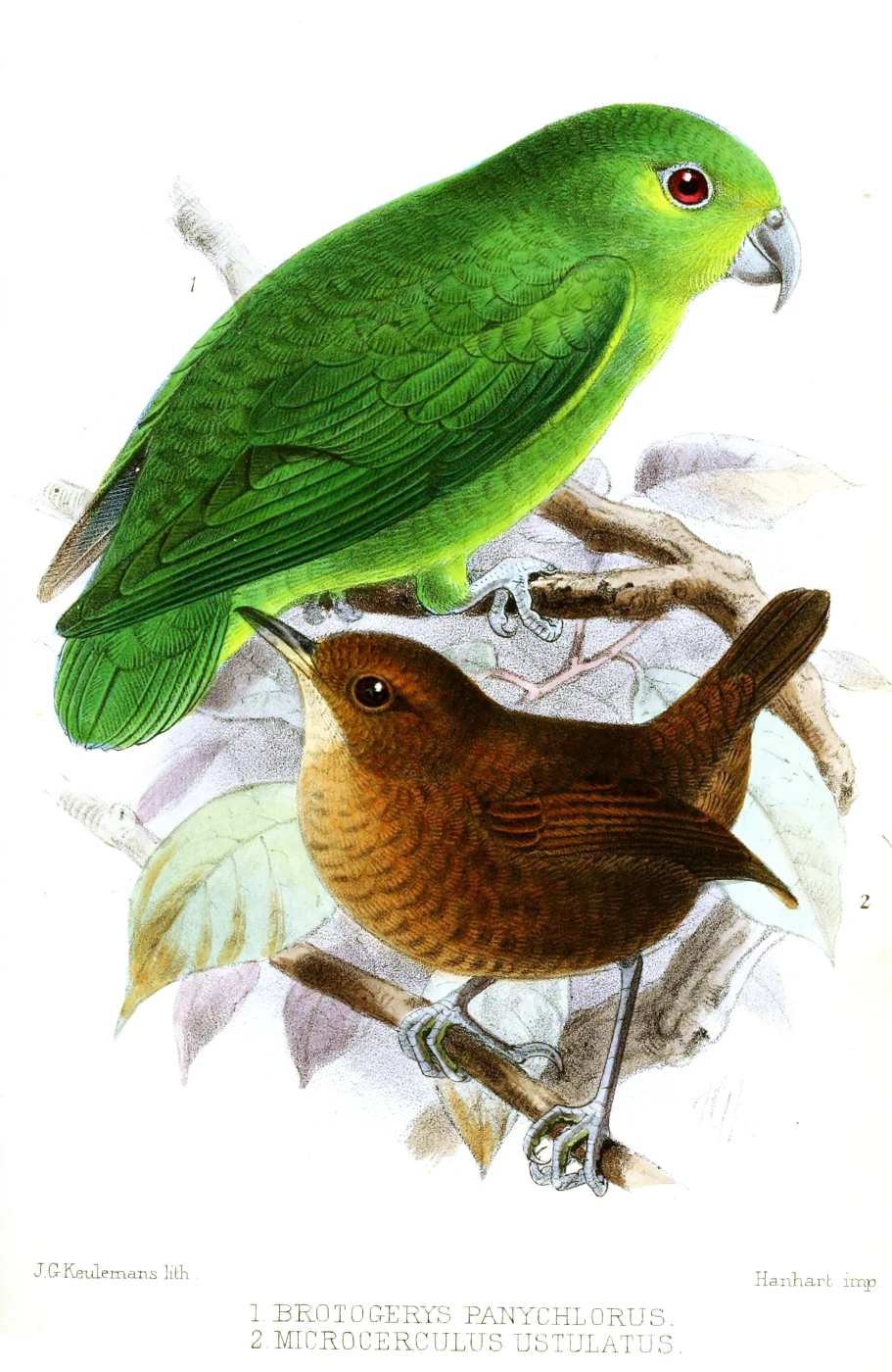 Tepui Parrotlet