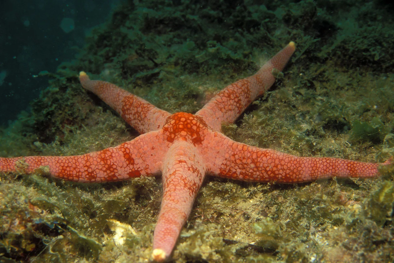 Narcissus Sea Star