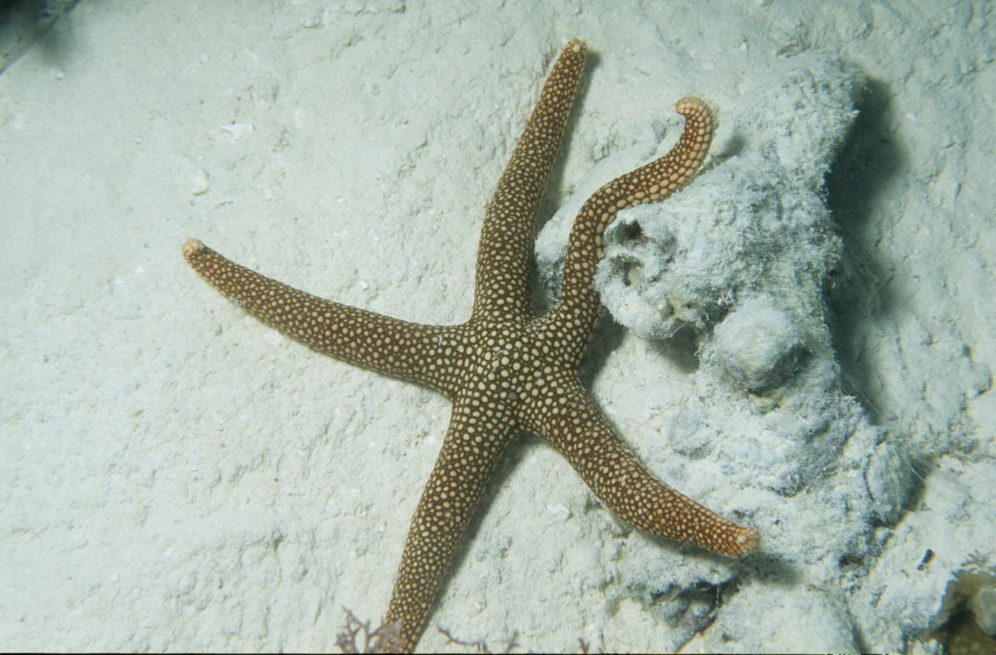 Warty Mesh Sea Star