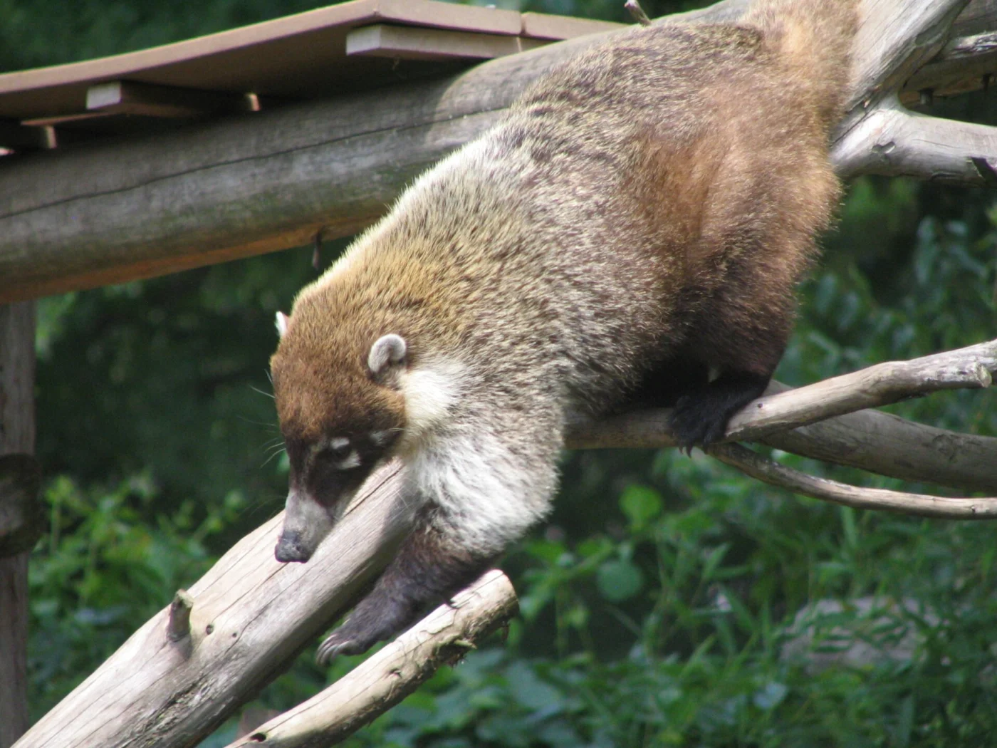 Coatimundi