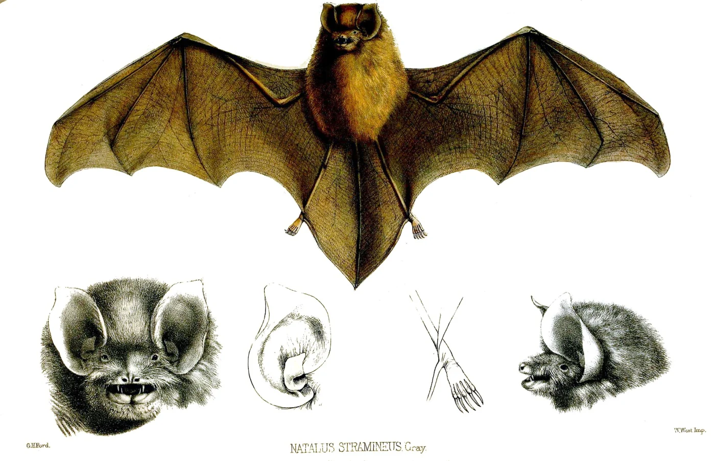 Funnel-eared Bat