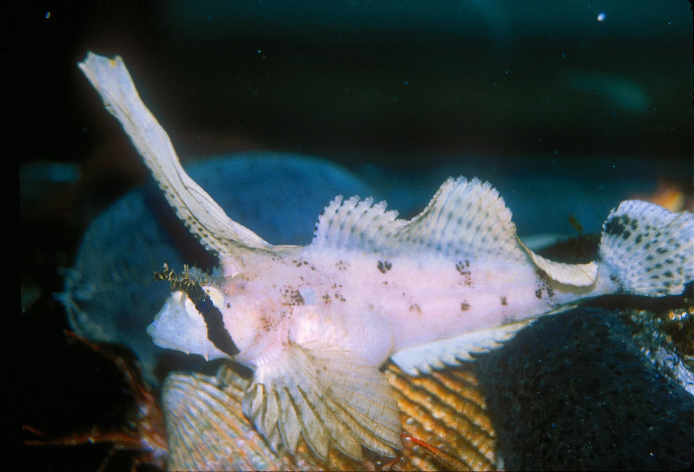 sailfin sculpin