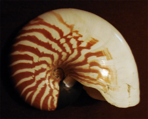 Bellybutton nautilus