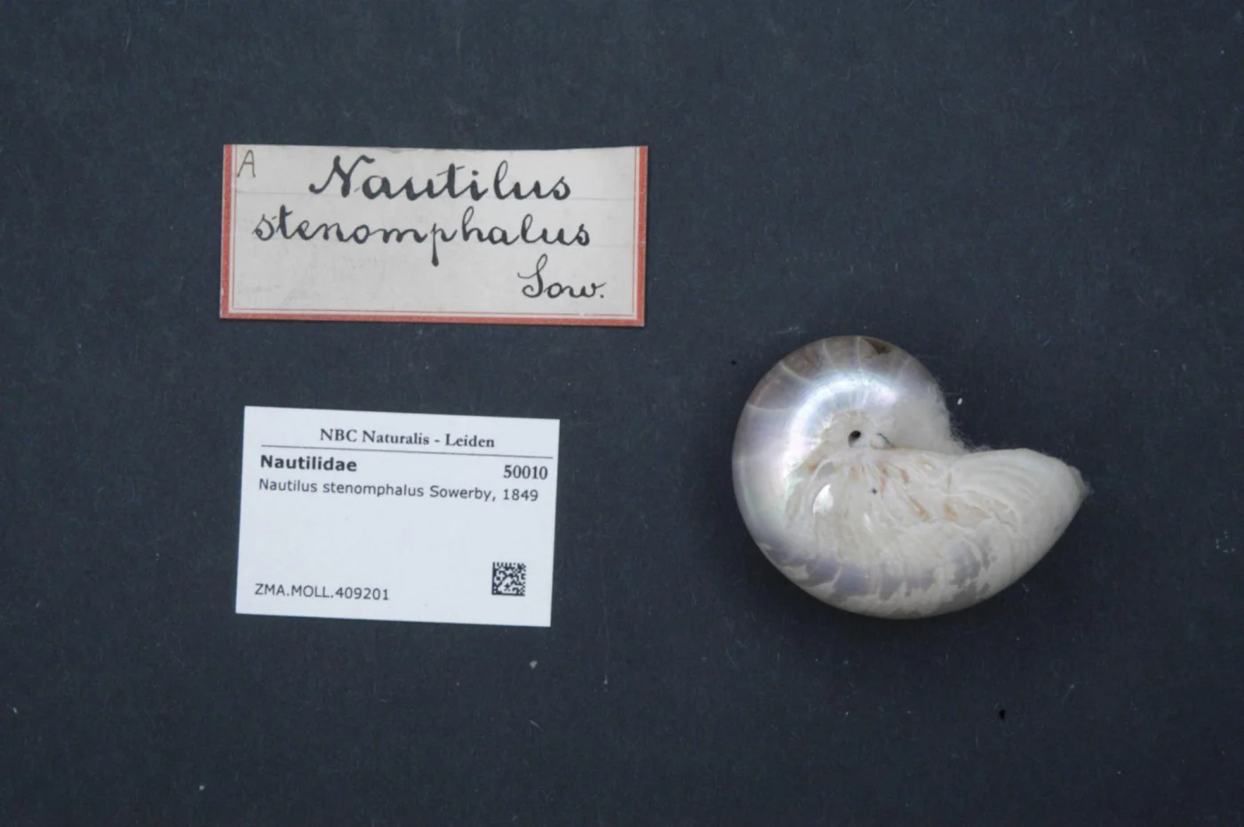 White-patch nautilus