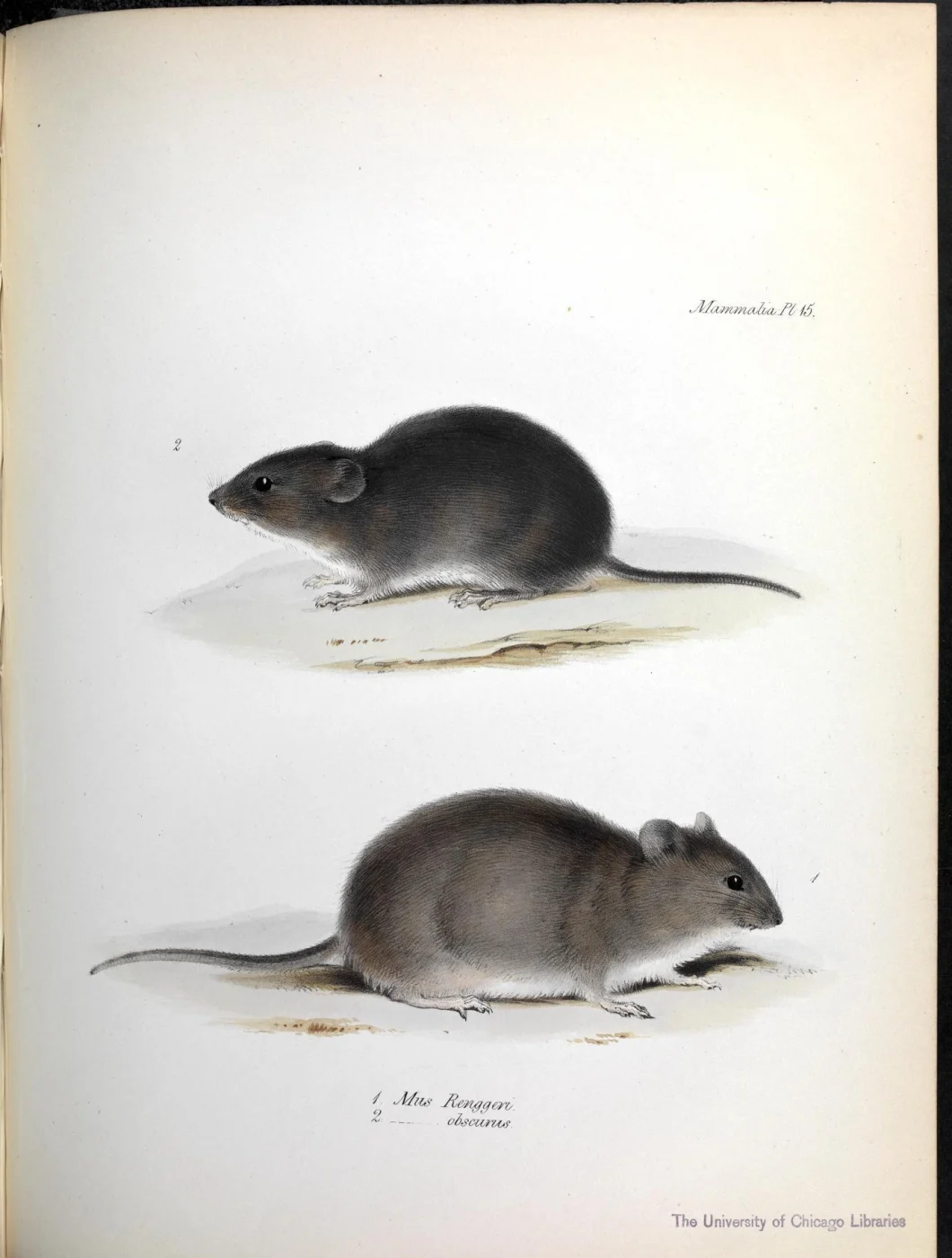 Argentine Akodont