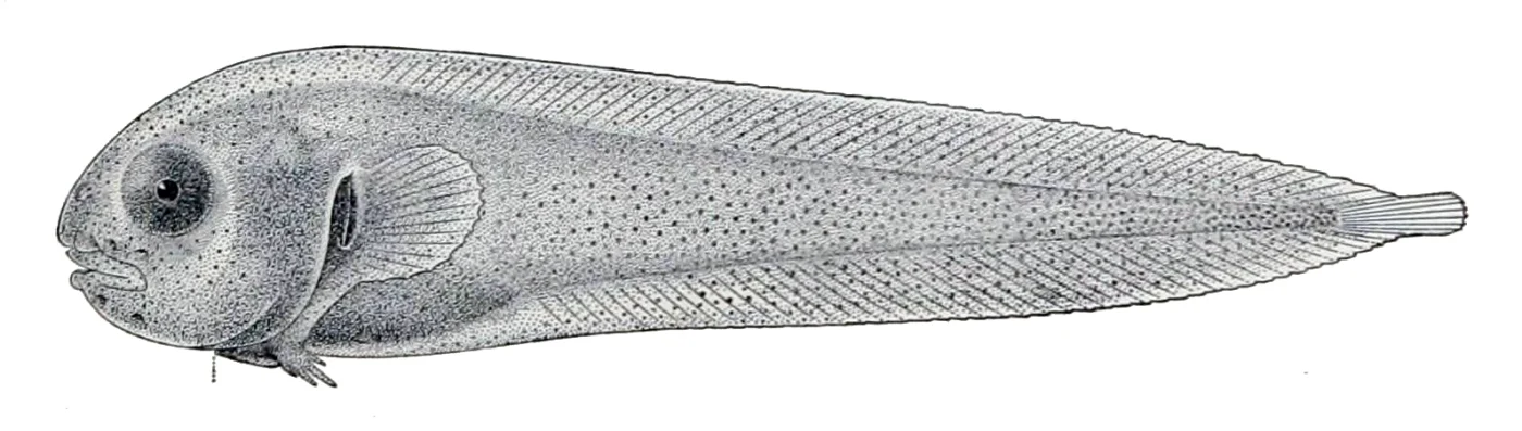 tadpole snailfish