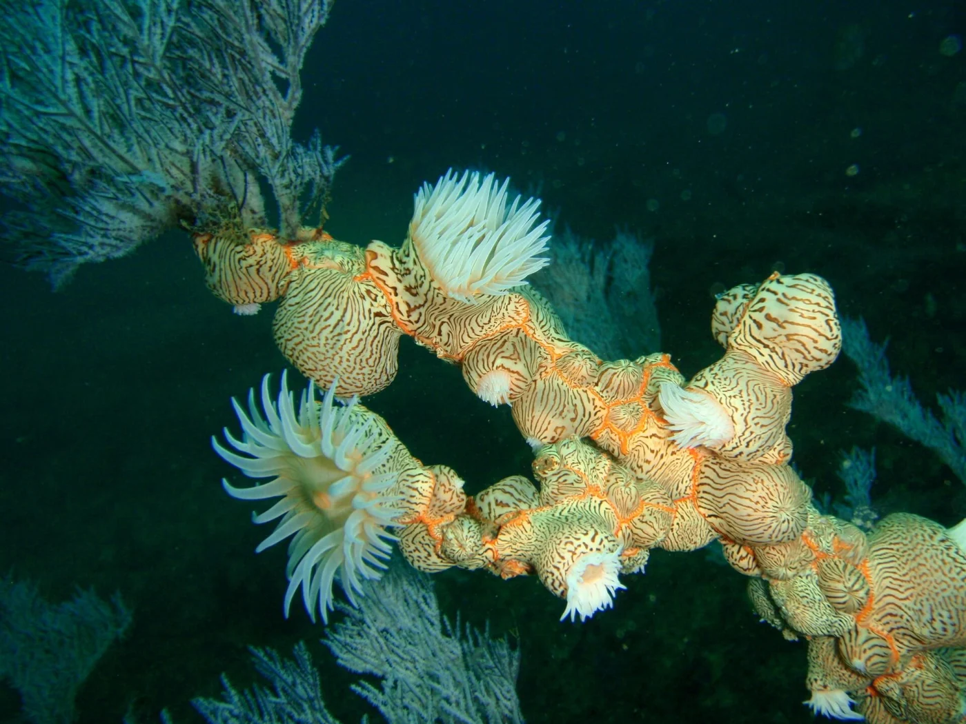 Zebra Gorgonian Wrapper