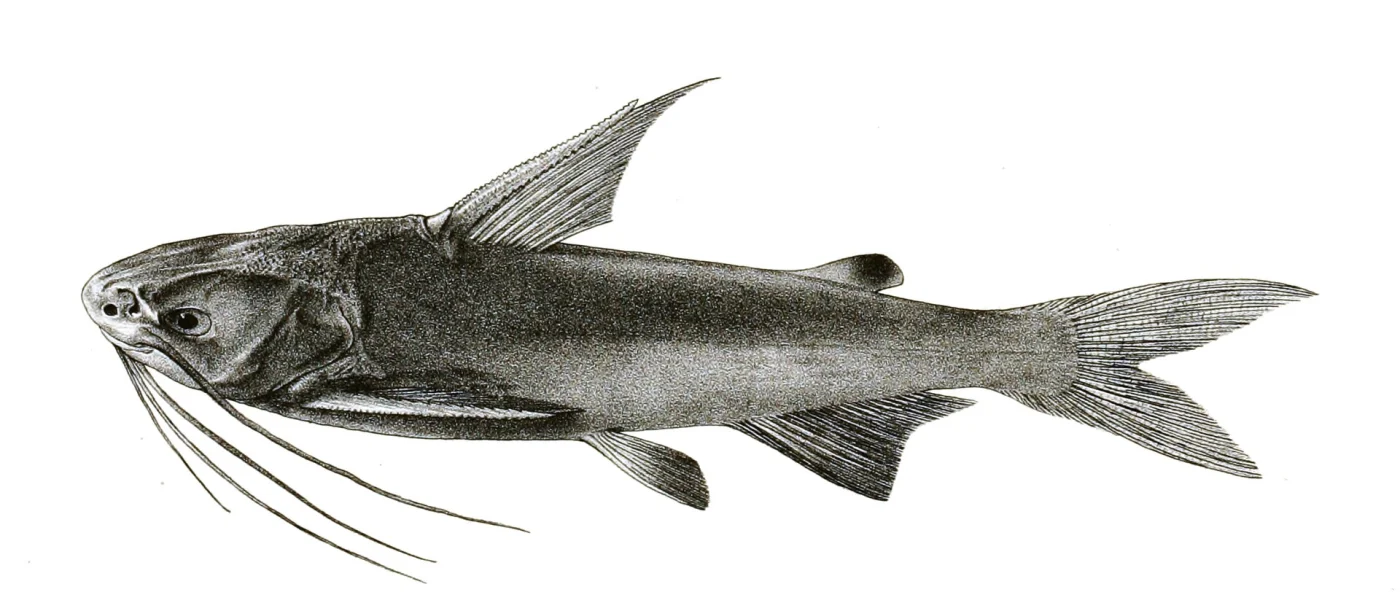 largespined catfish