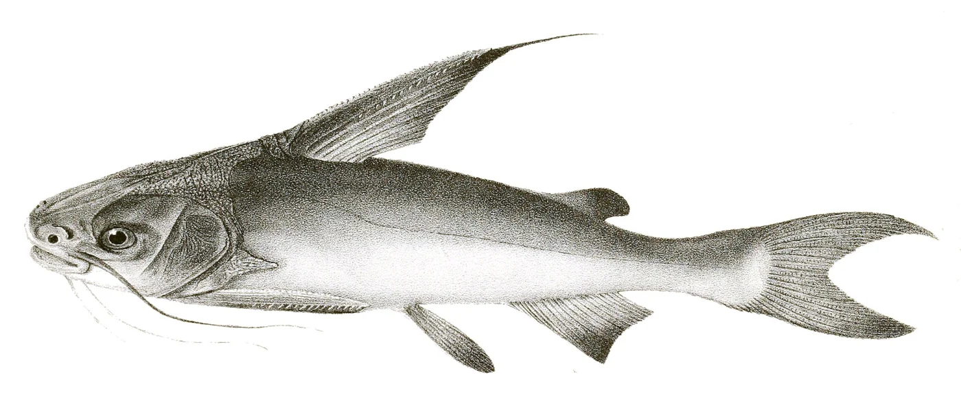thickspined catfish