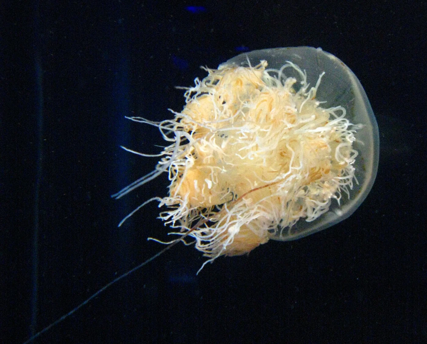 Nomura's Jelly