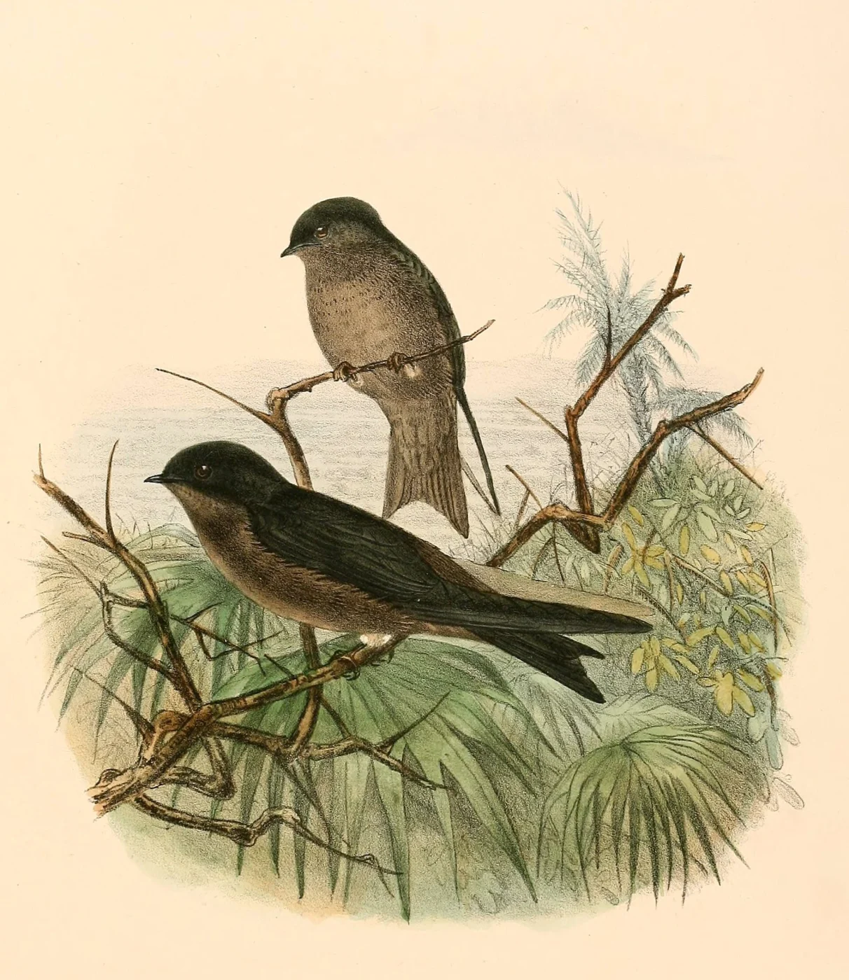 White-thighed Swallow