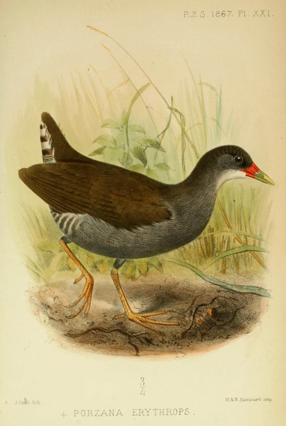 Colombian Crake