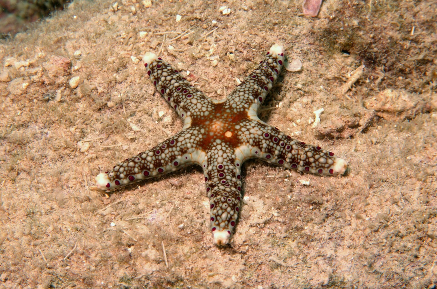 Cuming's Sea Star