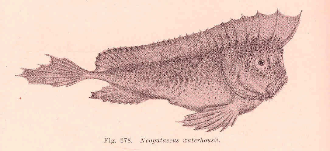 Whiskered Prowfish