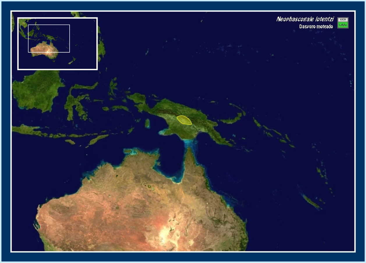 Long-clawed Marsupial Mouse