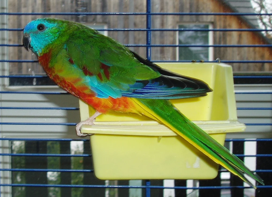 Turquoise Grass-parakeet