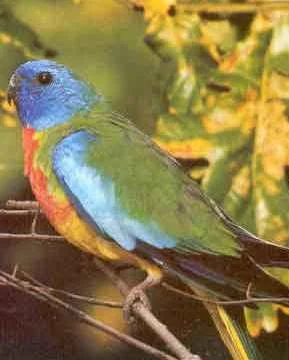 Scarlet-chested Parakeet