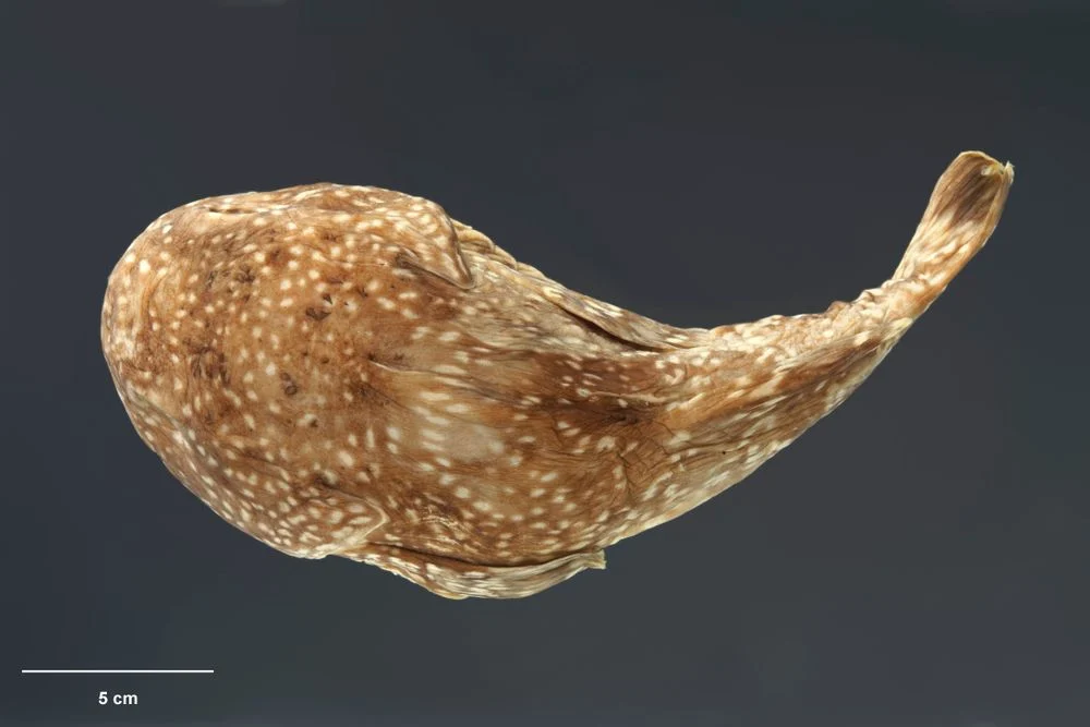 Southern Dark Toadfish