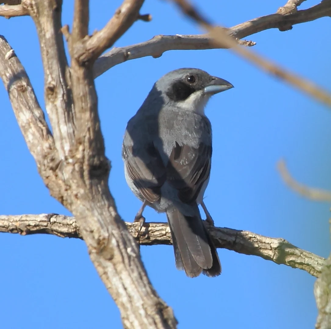 Shrike-like Tanager