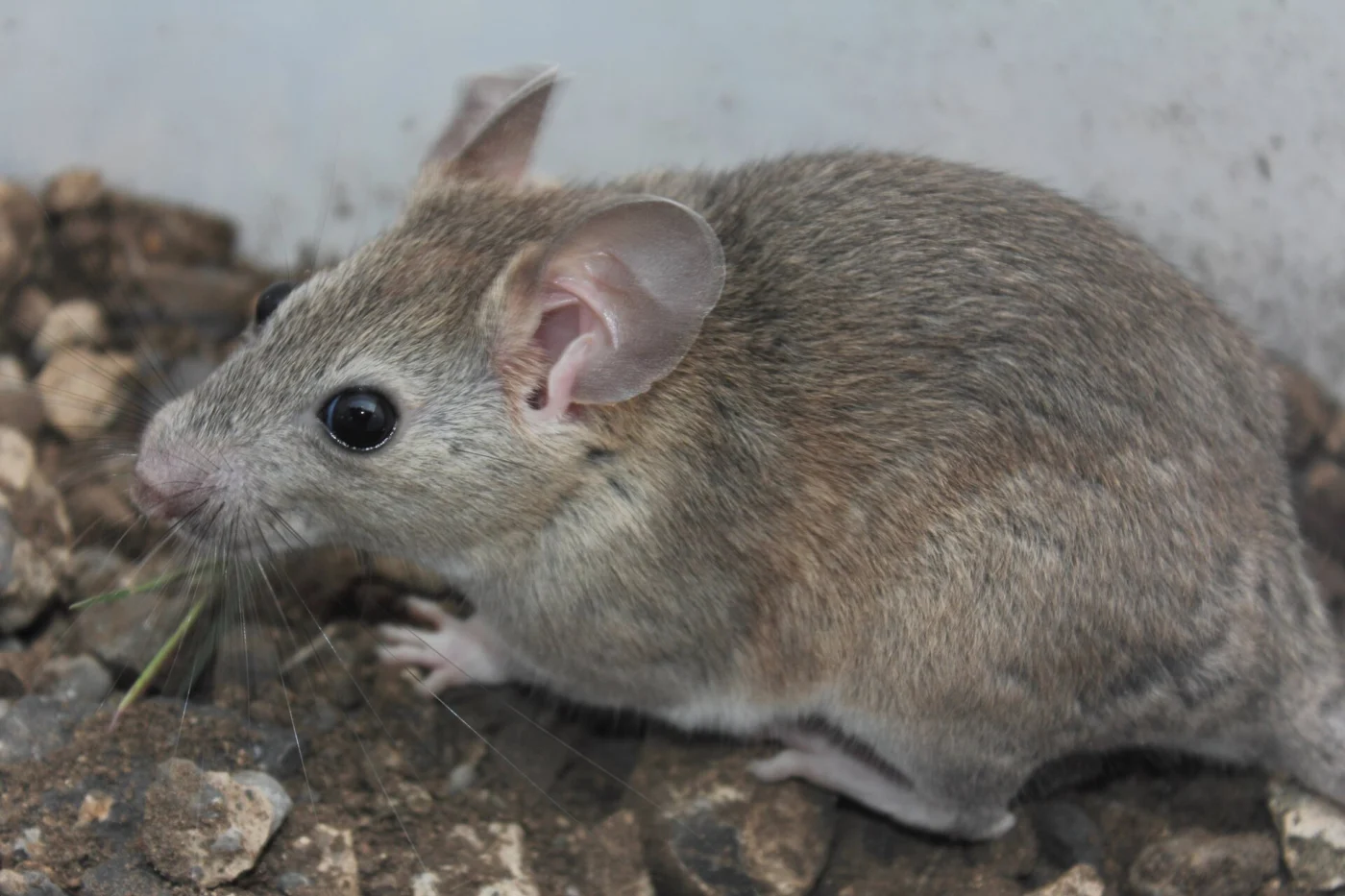 White-toothed Woodrat