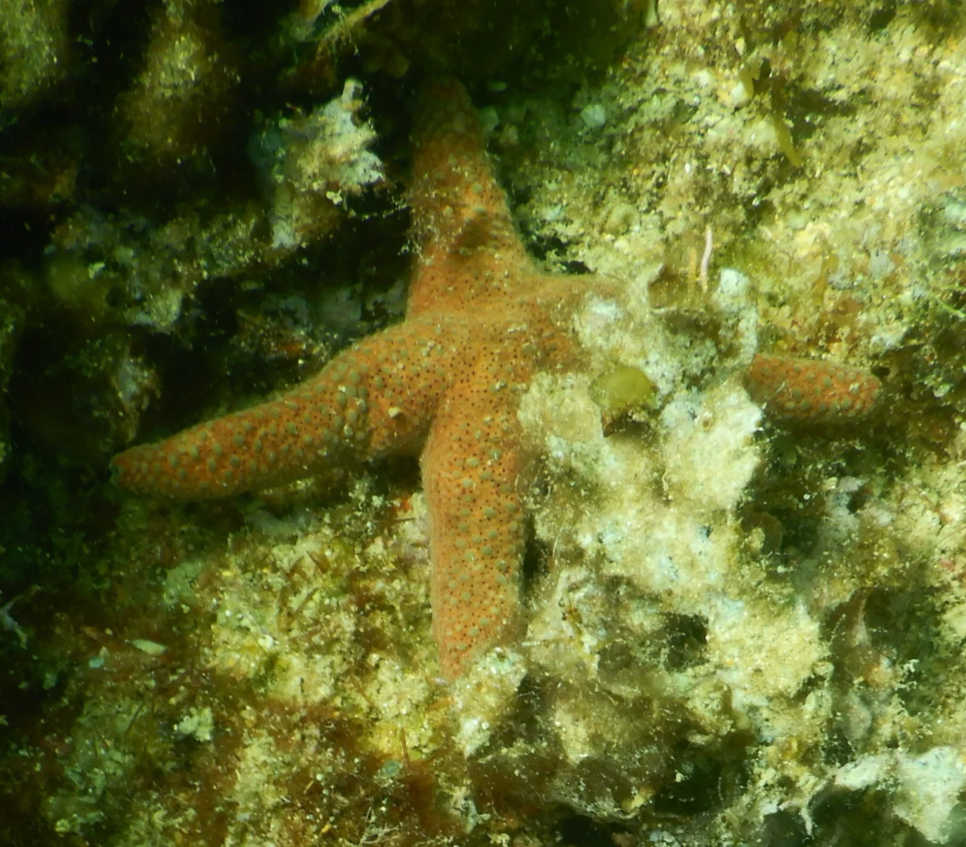 Western Sea Star