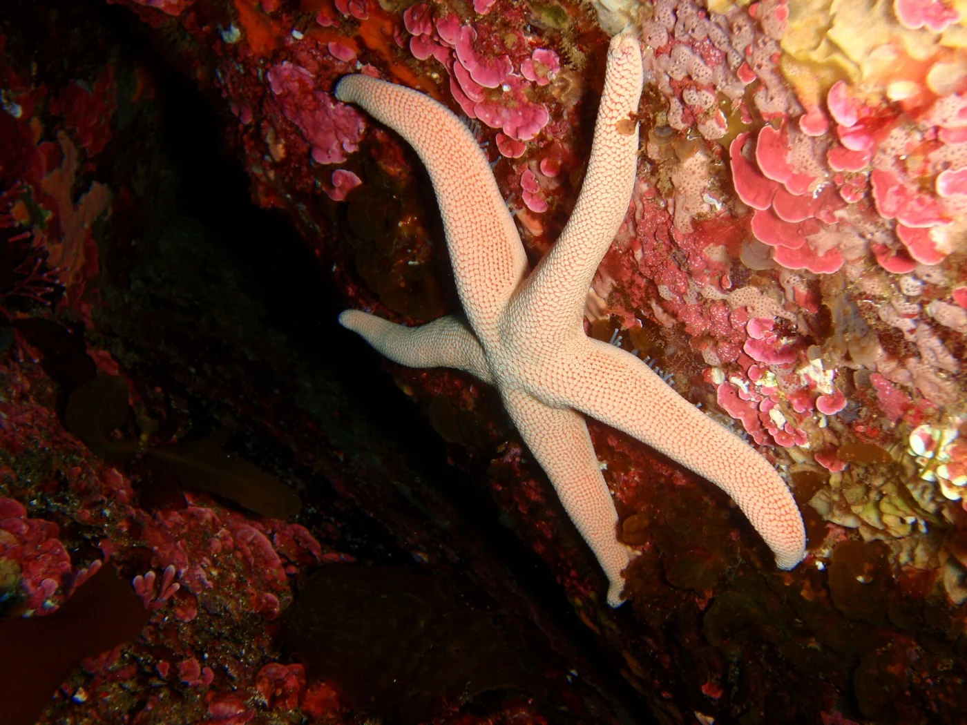 Nepanthia pedicellaris