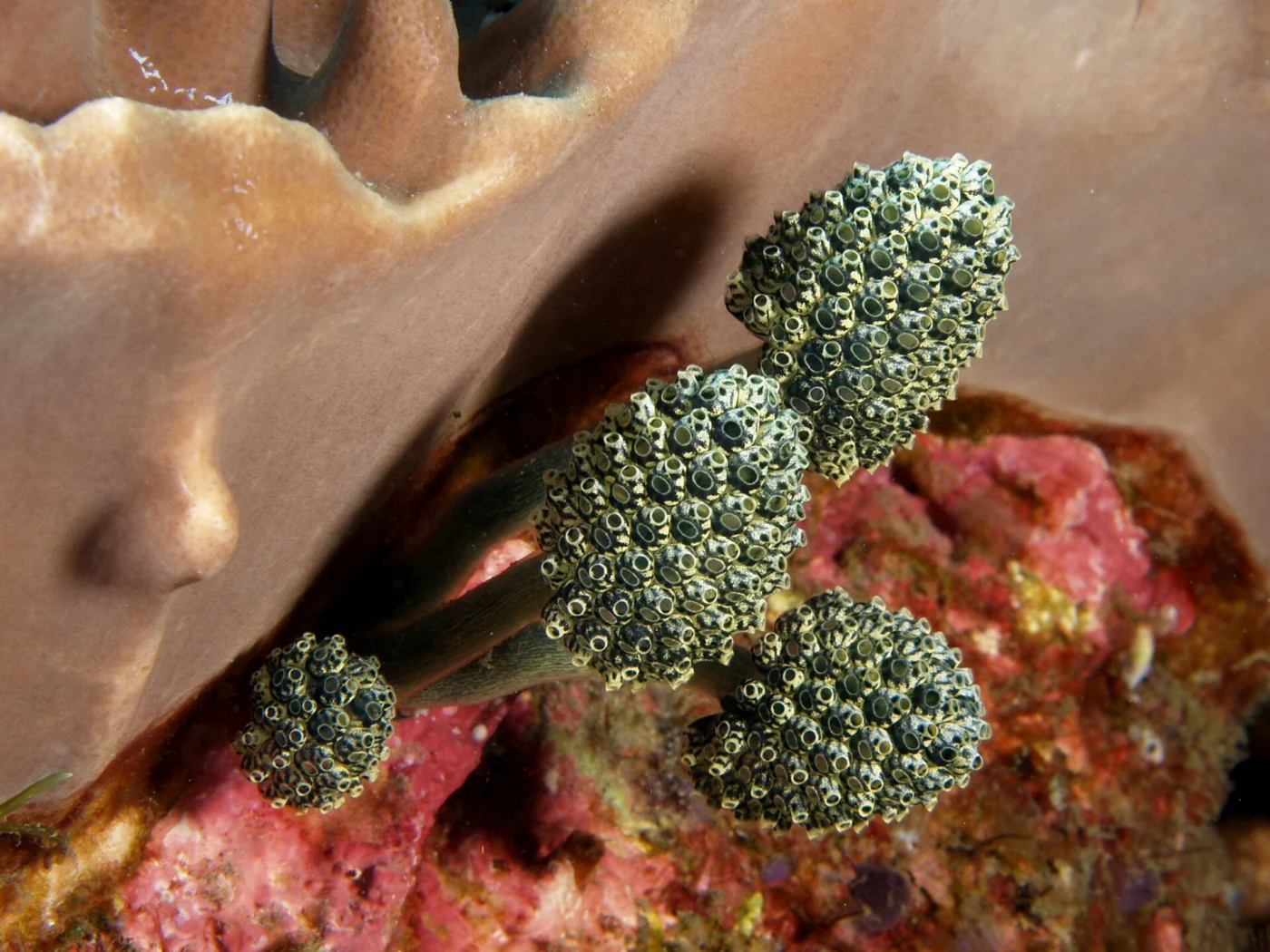 Stalked sea squirt