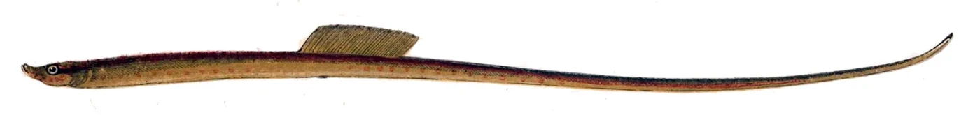 Worm Pipefish