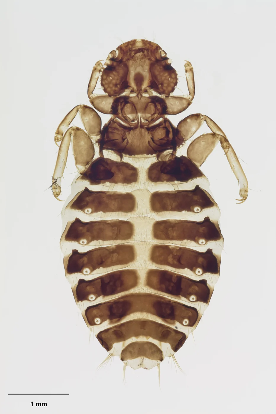 Nesiotinus demersus