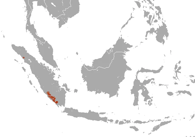 Sumatran Rabbit
