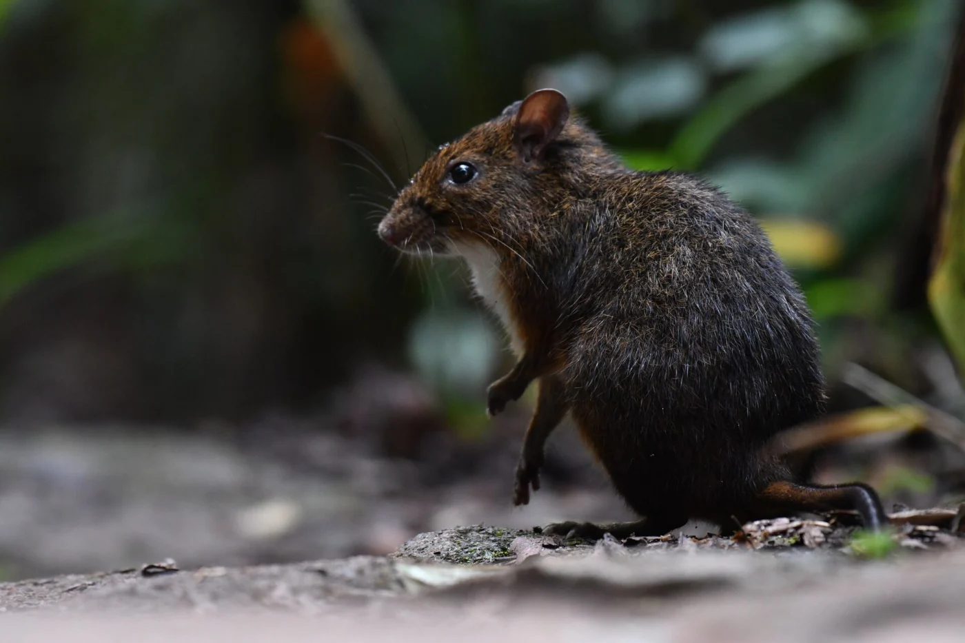 Audebert’s Forest Rat