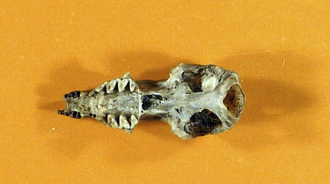 Atalaya Nesophontes
