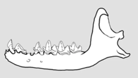 Western Cuban Nesophontes