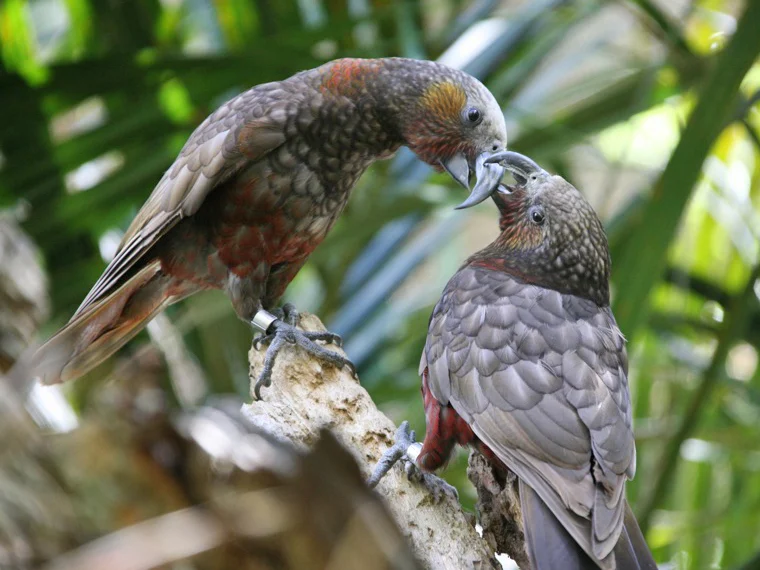 New Zealand Kaka