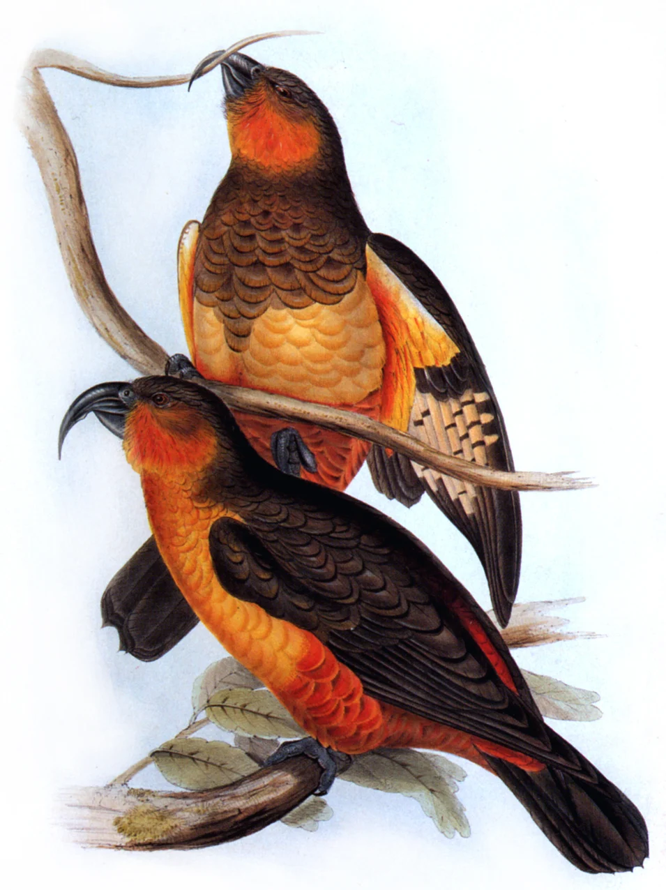 Norfolk Island Kaka