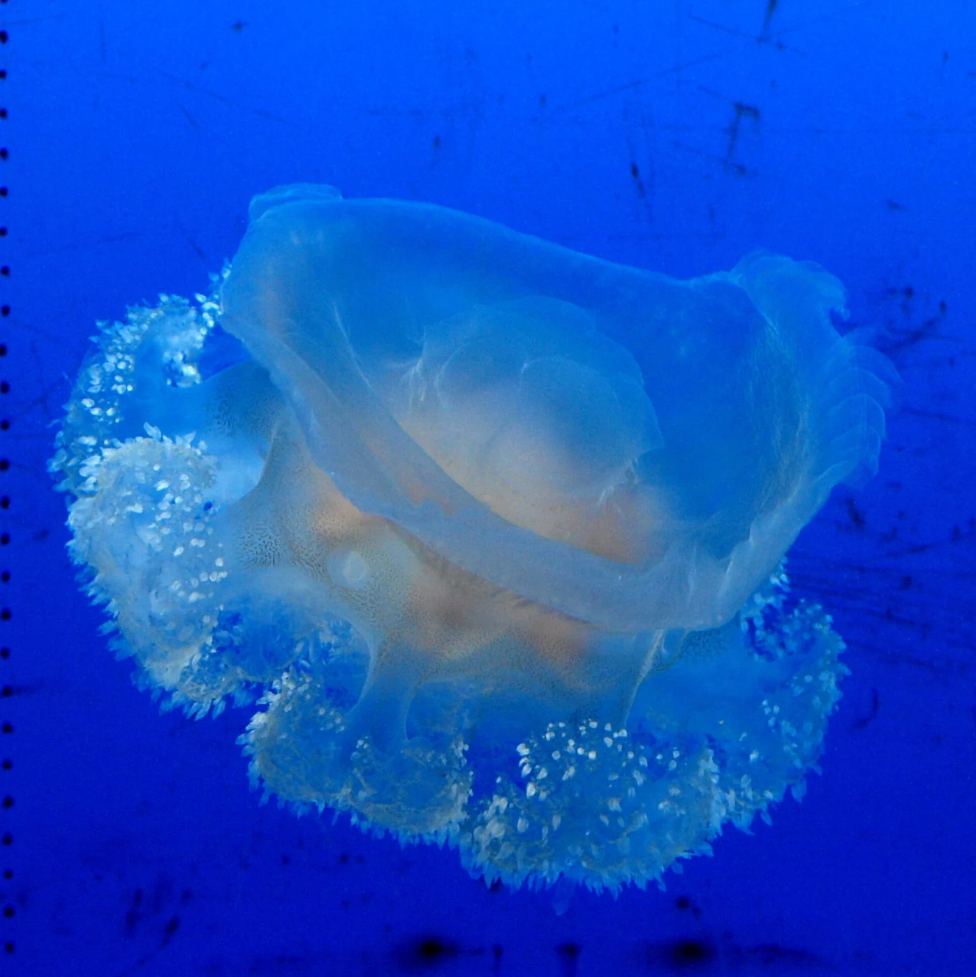 Netrostoma nuda