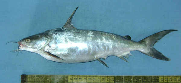 roundsnout sea catfish