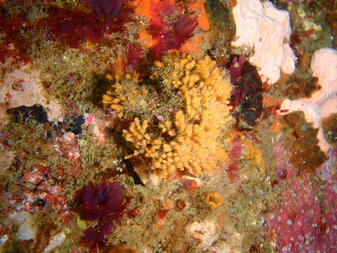 Nevianipora fasciculata