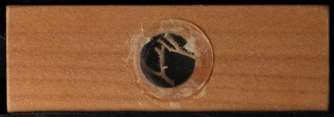 Nevianipora interjuncta
