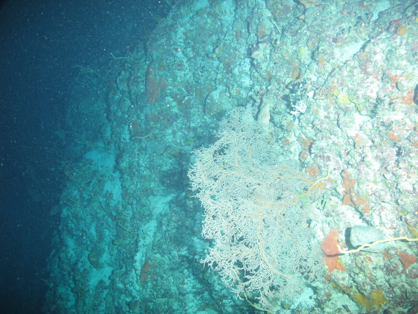 orange deep water fan