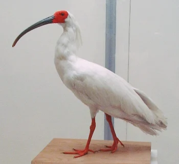Asian Crested Ibis
