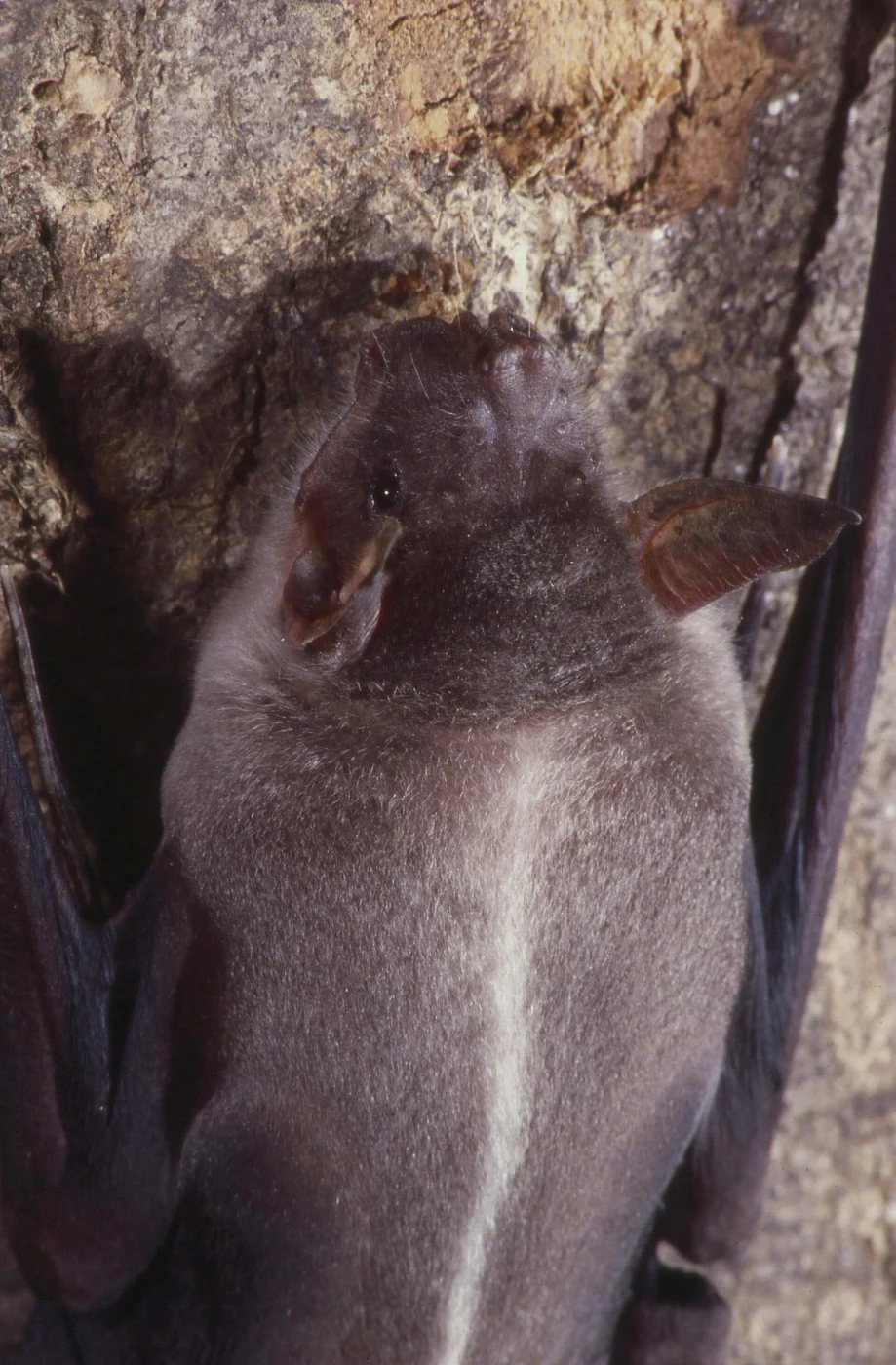 Fisherman Bat