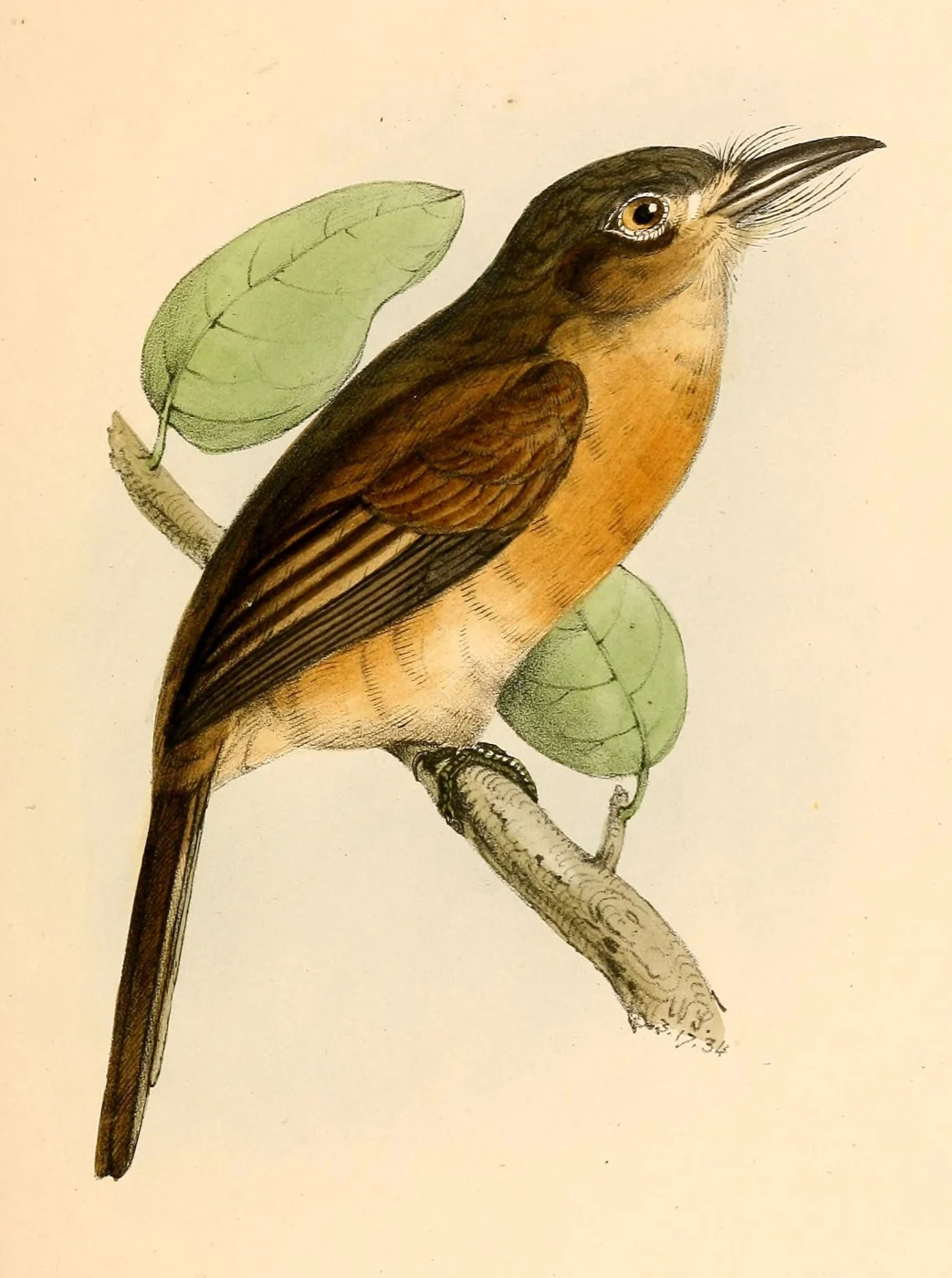 Rusty-breasted Nunlet