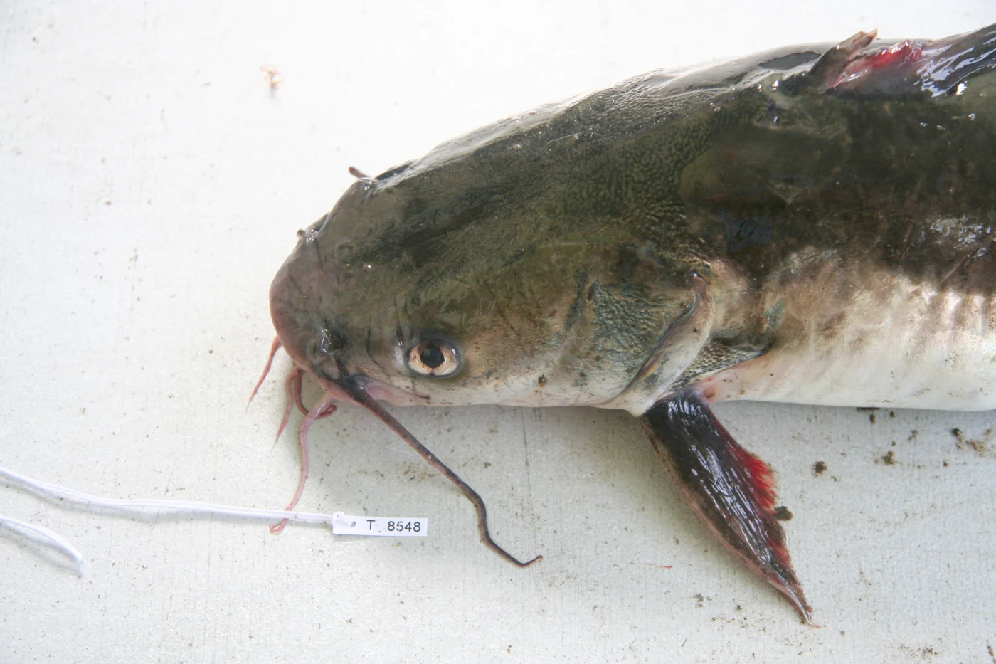 sculptured sea catfish