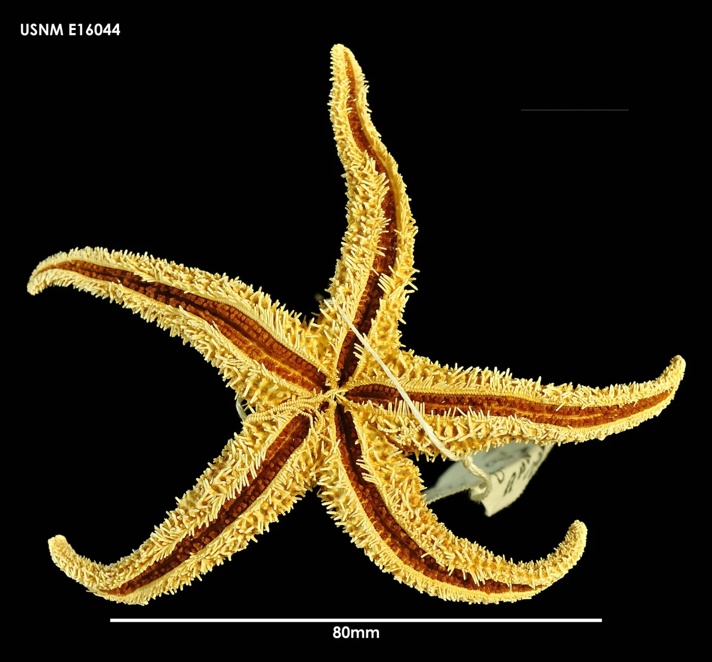 Notasterias pedicellaris
