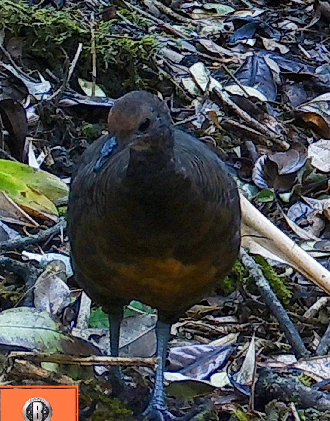 Tawny-breasted Tinamou