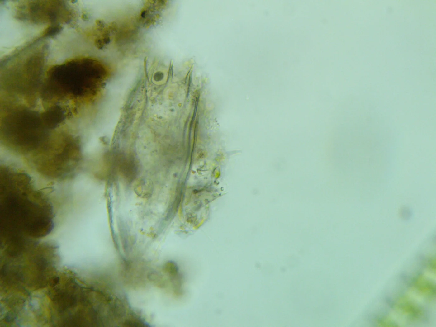 Notholca foliacea