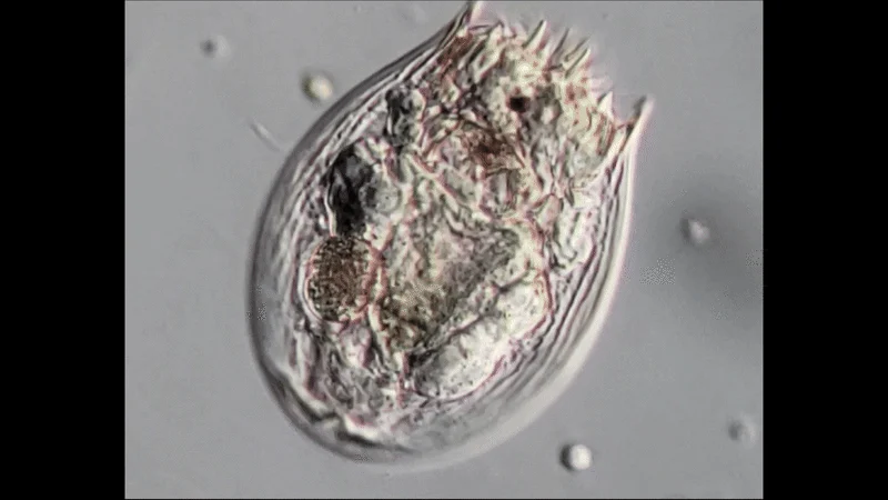Notholca squamula